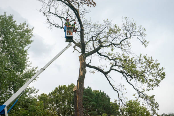 Best Tree Stump Removal  in Pegram, TN